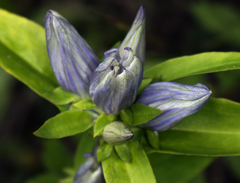 Gentiana × pallidocyanea