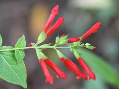 Salvia holwayi