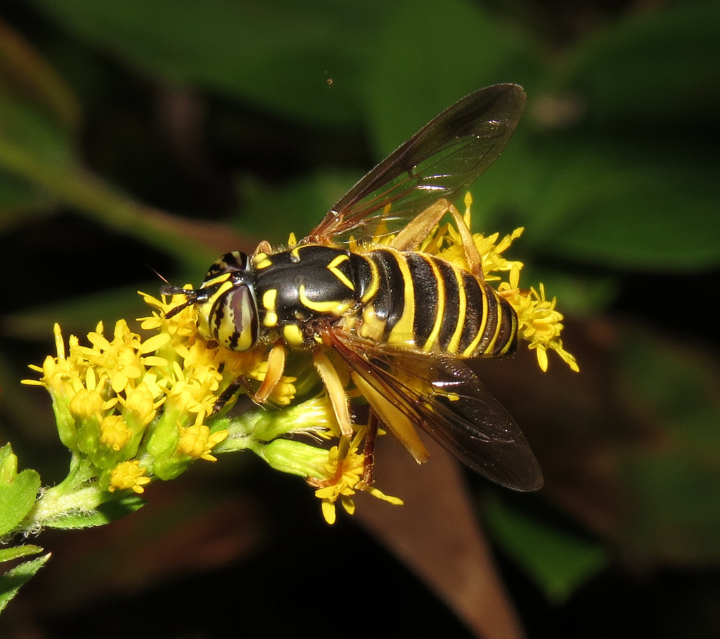Eastern Hornet Fly
