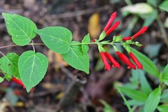 Salvia holwayi