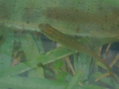 Fundulus chrysotus