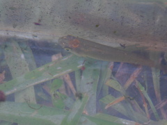 Fundulus chrysotus