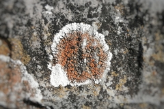 Squamulea galactophylla