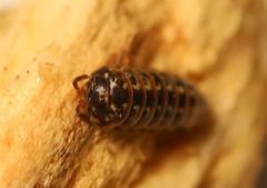 Armadillidium pulchellum