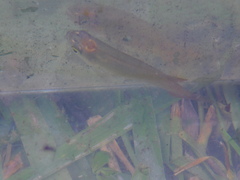 Fundulus chrysotus