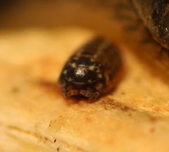 Armadillidium pulchellum