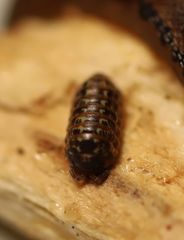 Armadillidium pulchellum