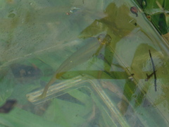 Fundulus chrysotus