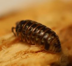 Armadillidium pulchellum