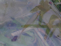 Fundulus chrysotus