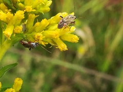 Polymerus