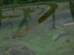 Fundulus chrysotus