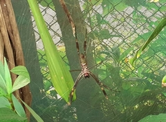 Trichonephila clavipes