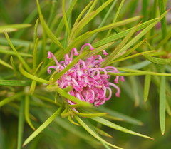 Grevillea confertifolia