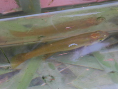 Fundulus chrysotus