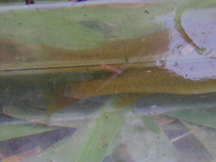 Fundulus chrysotus