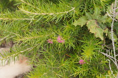 Grevillea confertifolia