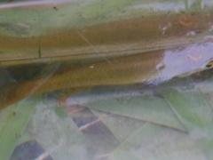 Fundulus chrysotus