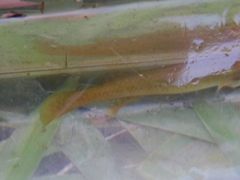 Fundulus chrysotus