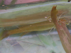 Fundulus chrysotus