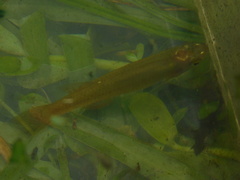 Fundulus chrysotus