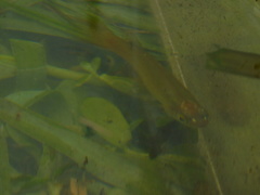 Fundulus chrysotus