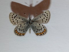 Icaricia cotundra
