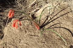 Cyrtanthus angustifolius