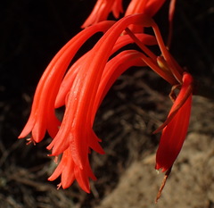 Cyrtanthus angustifolius