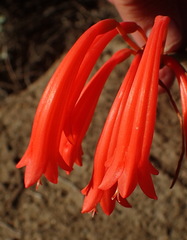 Cyrtanthus angustifolius