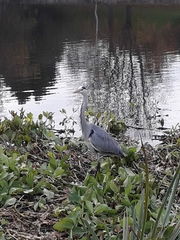 Ardea cinerea