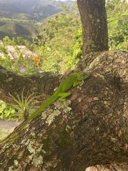 Anolis cuvieri