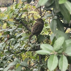Passer domesticus domesticus