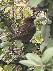 Passer domesticus domesticus