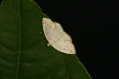 Microxydia ruficomma