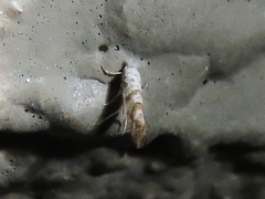 Cameraria hamadryadella