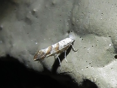 Cameraria hamadryadella