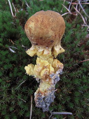 Scleroderma meridionale