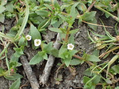 Gratiola pedunculata