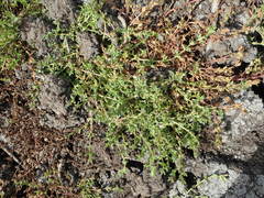 Gratiola pedunculata