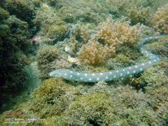 Myrichthys breviceps