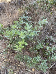 Arctostaphylos tomentosa hebeclada