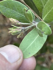 Arctostaphylos tomentosa hebeclada