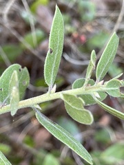 Arctostaphylos tomentosa hebeclada