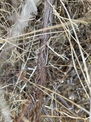 Arctostaphylos tomentosa hebeclada