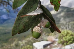 Quercus clivicola