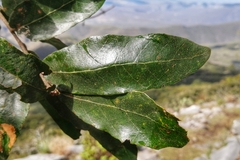 Quercus clivicola