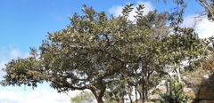 Quercus clivicola