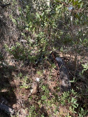 Arctostaphylos tomentosa hebeclada