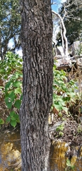 Quercus clivicola